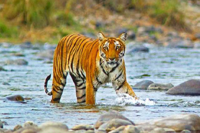 The Jim Corbett National Park Information The Jim Corbett National Park Information